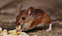 24 Hour & Emergency Exterminators in S Milwaukee, WI